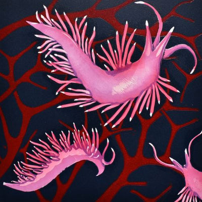 Edmundsella Pedata