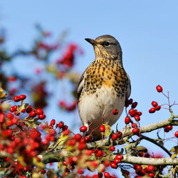 Bird ID walk: Gullane 23Nov25
