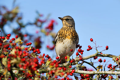 Bird ID walk: Gullane 15Mar26