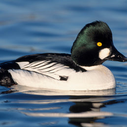 Bird ID walk: Hogganfield 7Mar26