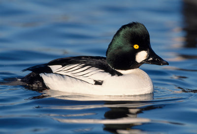 Bird ID walk: Hogganfield 7Mar26