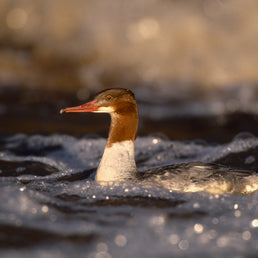 Bird ID walk: Baron's Haugh 25Sep25