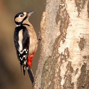 Bird Id Walk: Wetland & Woodland Bird Identification, RSPB Loch Lomond