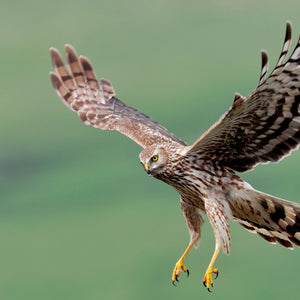 Online Members' Event: Peter Roberts - The Birds Of Islay And Jura