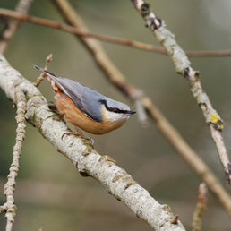 Bird ID walk: Scone 12Feb26