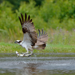 Bird ID walk: Loch Leven Osprey watch 27Aug25