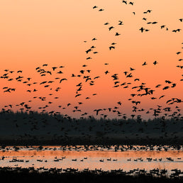 Goose Watch 30 Sep 2025