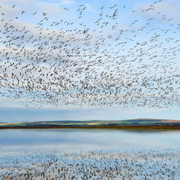 Goose Watch 21 October 2026 (morning)