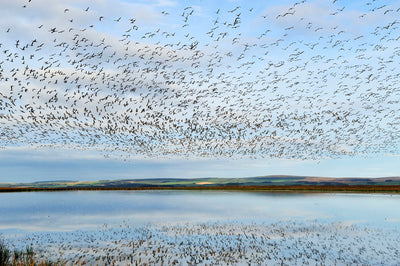 Goose Watch 21 October 2026 (morning)