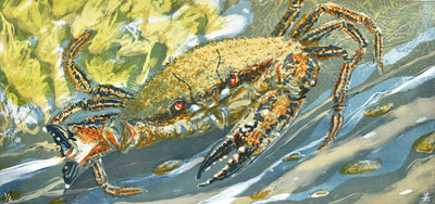 Red Eyed Swimmer