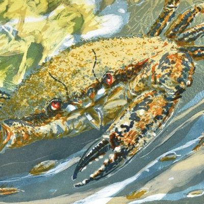 Red Eyed Swimmer
