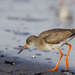 Bird ID walk: Aberlady 10Aug25