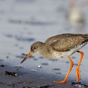 Bird Id Walk: Waders And Autumn Migrants, Kinneil, Grangemouth