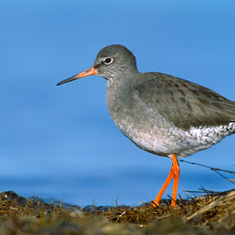 Bird ID Walk TEST: 26Mar26
