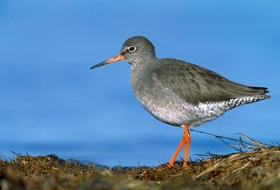 Bird ID Walk TEST: 26Mar26