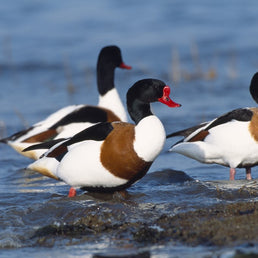 Bird ID walk: Aberlady 28Mar26