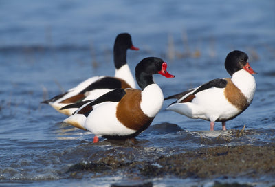 Bird ID walk: Aberlady 28Mar26