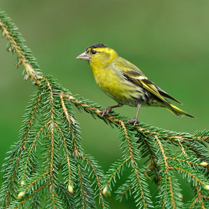 Bird Id Walk: Wetland & Woodland Bird Identification, Loch Leven