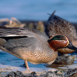 Bird ID walk: Hogganfield 26Nov25