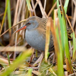 Bird ID walk: Tay Reedbeds 20Nov25