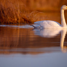 Bird ID walk: Loch Leven 25Mar26