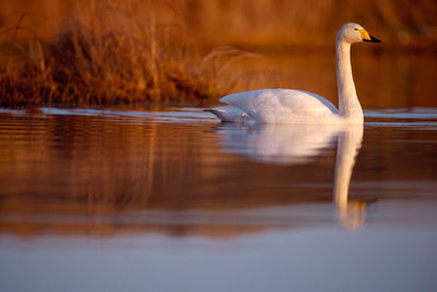 Bird ID walk: Loch Leven 25Mar26