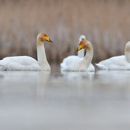 Bird ID walk: Loch Leven 28Sep25