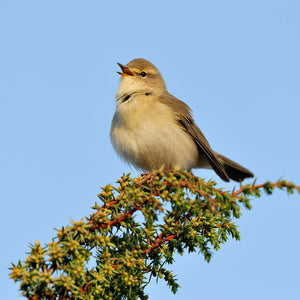 Bird Id Walk: Farmland And Woodland Birdsounds, Longniddry Railway Walk